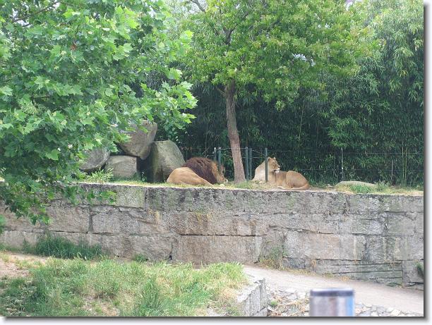 Diapositiva siguiente